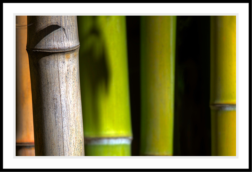 Photo of five stalks of bamboo.